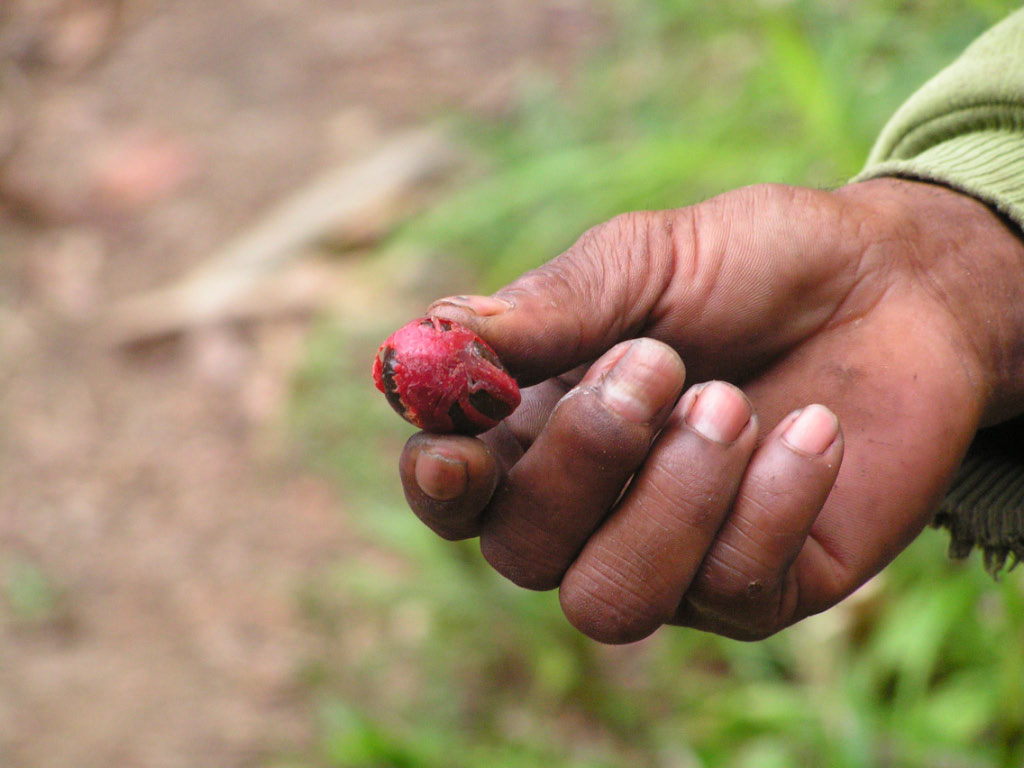 Noix de muscade entourée de son macis (rouge) Noix de muscade entourée de son macis (rouge)